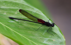 Hetaerina brightwelli