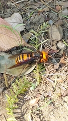 Vespa mandarinia japonica