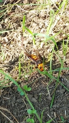 Vespa mandarinia japonica