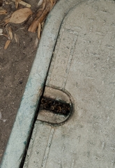 Apis mellifera