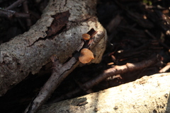 Rutstroemia alni