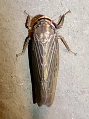 Chlorotettix necopinus