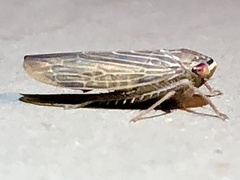 Chlorotettix necopinus