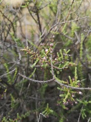 Eriocephalus microphyllus