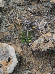 Bolandia pedunculosa