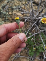 Bolandia pedunculosa