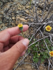 Bolandia pedunculosa