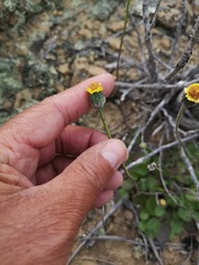 Bolandia pedunculosa
