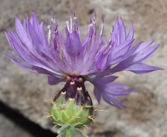 Centaurea barrasii