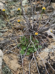 Bolandia pedunculosa