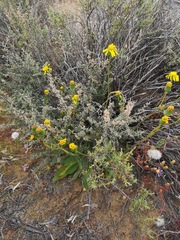 Bolandia pedunculosa