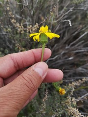 Bolandia pedunculosa