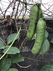 Canavalia ensiformis