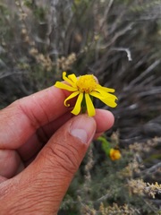 Bolandia pedunculosa