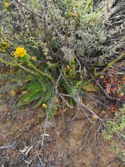 Bolandia pedunculosa