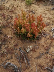 Rumex cordatus