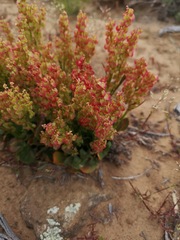 Rumex cordatus