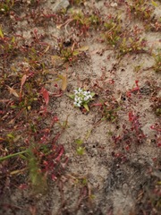 Lobelia quadrisepala