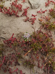 Lobelia quadrisepala
