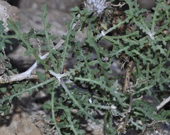 Centaurea barrasii