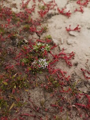 Lobelia quadrisepala