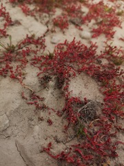 Crassula vaillantii