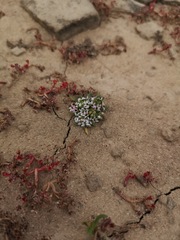 Lobelia quadrisepala