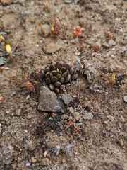 Anacampseros marlothii