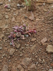 Cleretum lyratifolium