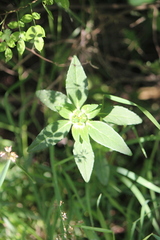 Euphorbia cuphosperma