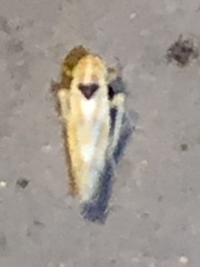 Erythridula penenoeva