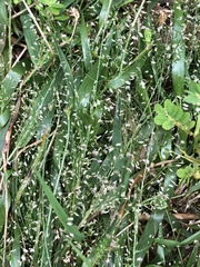Eragrostis amabilis