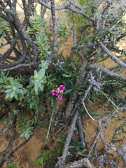 Indigofera sp-f
