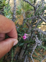 Indigofera sp-f
