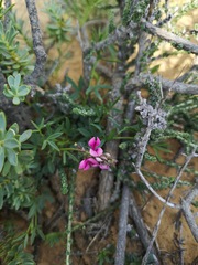 Indigofera sp-f