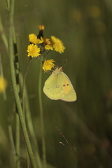 Colias myrmidone