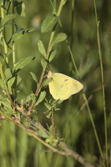 Colias myrmidone