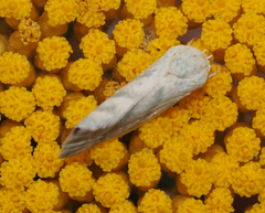 Earias paralella