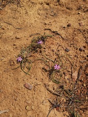 Romulea syringodeoflora