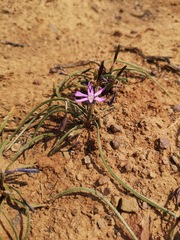 Romulea syringodeoflora
