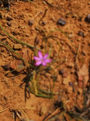Romulea syringodeoflora