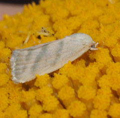 Earias paralella