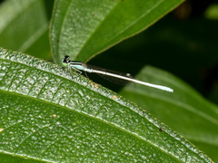 Agriocnemis lacteola