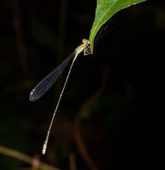 Aciagrion pallidum