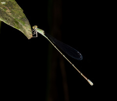 Aciagrion pallidum