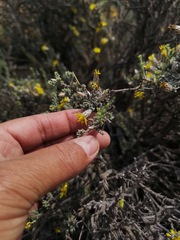 Oedera glandulosa