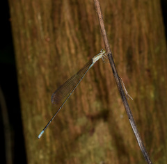 Aciagrion pallidum