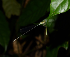 Aciagrion pallidum