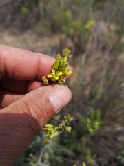 Sisymbrium capense