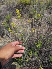 Sisymbrium capense